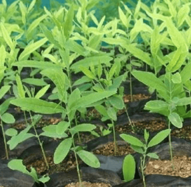 a bunch of plants that are growing in a potted plant
