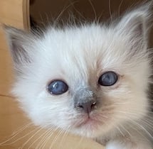 chaton sacré de birmanie bleue