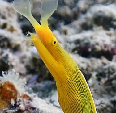 Ribbon eel