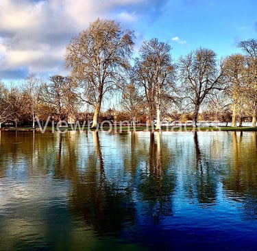Tall leafless trees reflected in the calm blue water of a lake under a sunny sky with white clouds.
