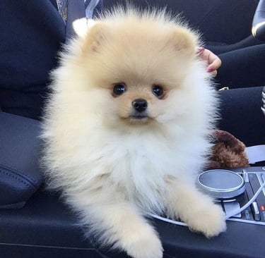 venta perro pomerania argentina