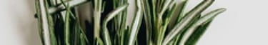 Aromatic Herbs of Puglia