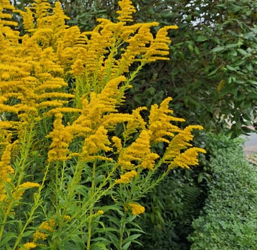multiple yellow flowering Dwarf Goldenrod plants
