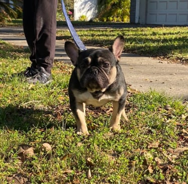 FRENCH BULLDOG, AMERICAN BULLY, TITANIUM KILO KENNELS, XL PITBULL