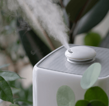 a humid box with a humider and a plant