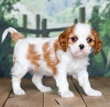 Cavalier King Charles Spaniel Puppies for Sale