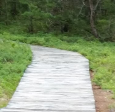 a wooden boardwalk