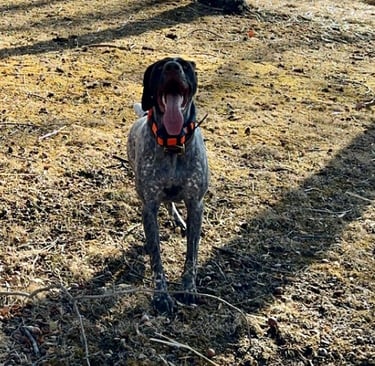 a german shorthaired pointer standing outside with her tongue out