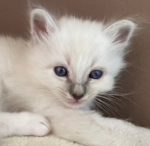 chaton sacré de birmanie bleu tabby