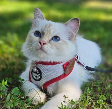 Blåskilpaddemasket Hellig Birma kattunge