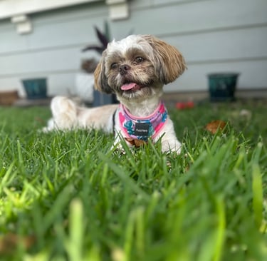 dog in green grass