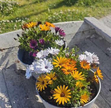 margherite colorate in vaso in giardino al sole