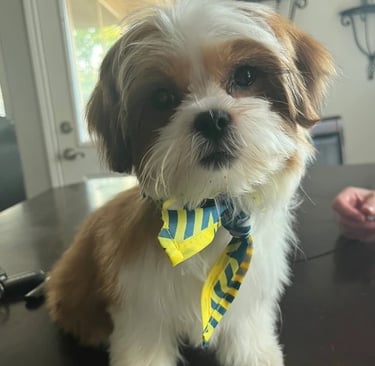 Beautiful Maltese Shih Tzu Mal-Shi Puppy Sitting On Table In Texas