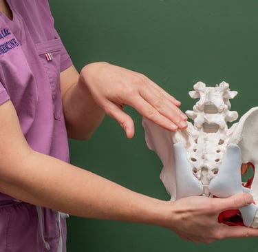 anatomical model for pelvic floor therapy and genital pain