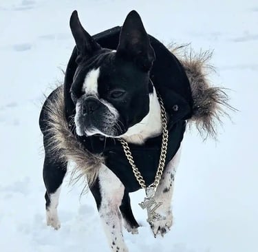 Boston terries Blanco y Negro en la nieve, con abrigo negro y un collar rapero cadena metalica