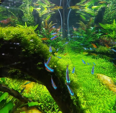 peixe neon agua limpa