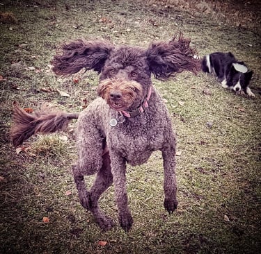 Robin Can Do It pet sitting a jumping Labradoodle and a Border Collie near Carbondale, Colorado