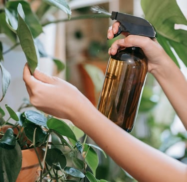 Plant being sprayed with a spray bottle