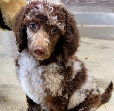 Chiot caniche royal brun et blanc, doux et élégant