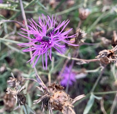 Knapweed Flower Weevils