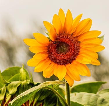 a sunflower with a bee on it