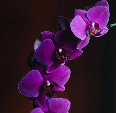 orchidée en pot entretien