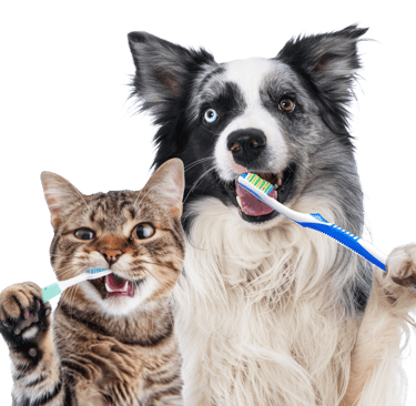 Pet dental teeth cleaning oral health