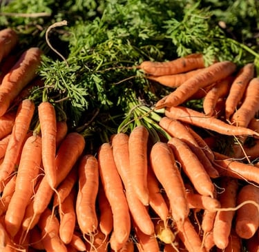 multiple orange Carrot plants in August