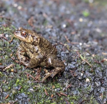 Informal citizen science - project partner