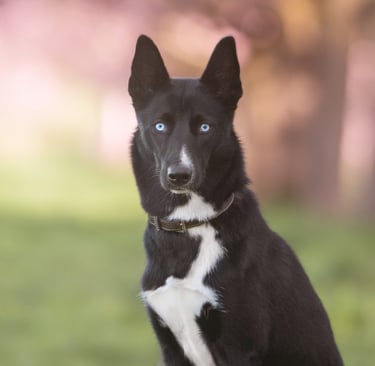 Bild von Nayeli (Hund)