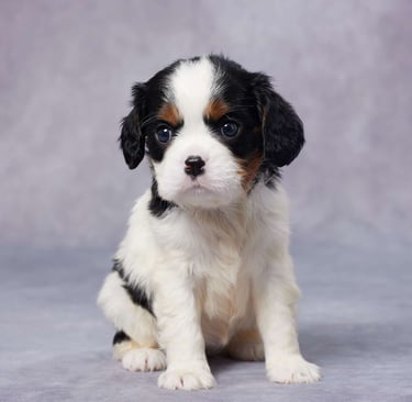 Cavalier King Charles Spaniel Puppies for Sale