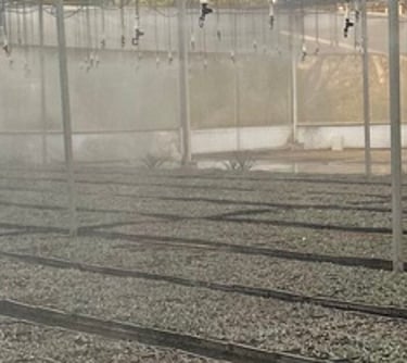 a greenhouse with a lot of plants growing inside