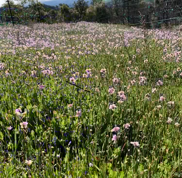 A field of pal purple flowers and green grass