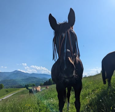 Pferd Gras Obersöchering