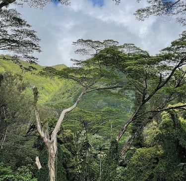 Manoa Valley Falls Hike O'ahu Honolulu Hawai'i