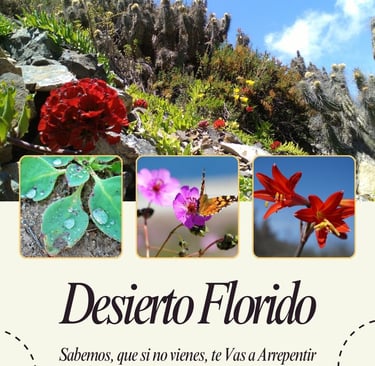 Desierto Florido desde Caldera