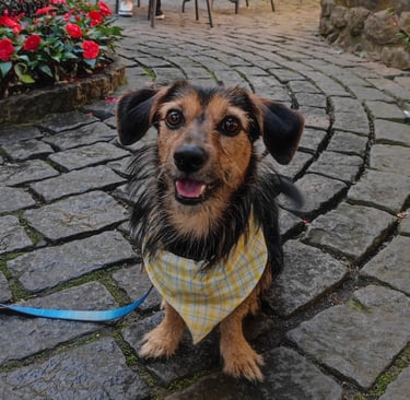 beneficios-pets-saude-mental