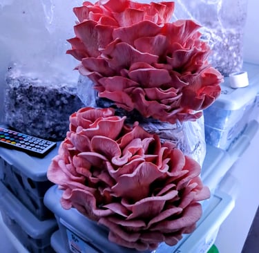 pink oyster mushroom