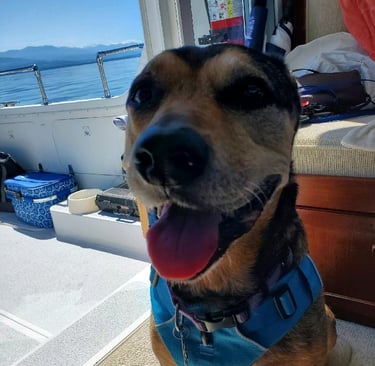 dog on boat