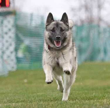 Norwegian Elkhound running FastCAT