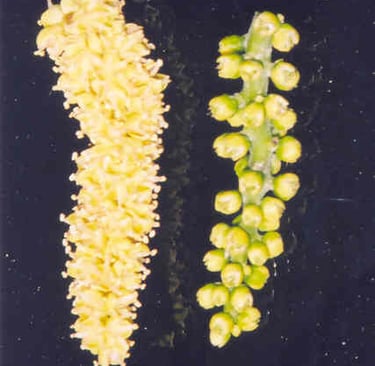 male vs female seed pods