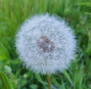 Geštalto psichoterapeutė