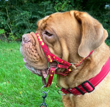 An example of folded ears in Lilou the DDB
