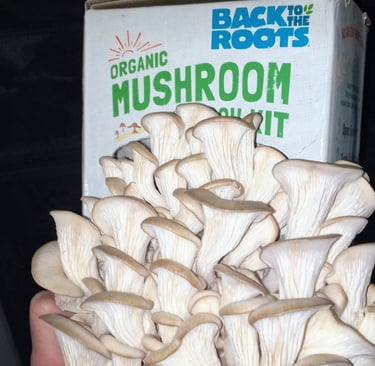 Back to the roots mushroom grow kit