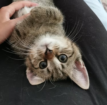 Bild von Deku (Katze)