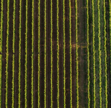 KWRYO, viñedo vista de águila o dron