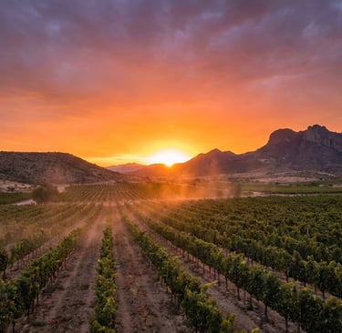KWRYO, Viñedo en Aguasacalientes