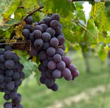 KWRYO, Uva Sana con cuidados de laboratorio