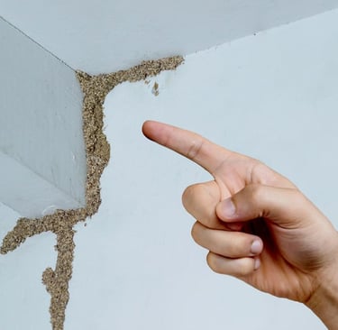 A person pointing to subterranean termite mud tubes on a white wall and ceiling corner.
