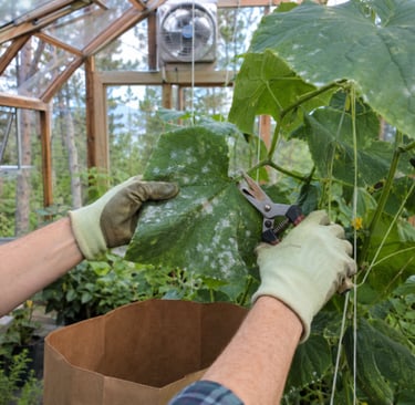 Gardener pruning cucumber plant leaves with white powdery mildew in a wooden greenhouse.